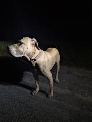 Found/Stray Female Dog last seen Lapis road and del monte, Marina, CA 93933