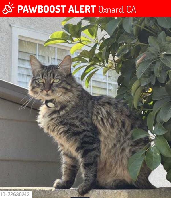 Lost Female Cat last seen Crown Point Ct & Eagle Creek, Oxnard, CA 93036
