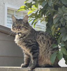 Lost Female Cat last seen Crown Point Ct & Eagle Creek, Oxnard, CA 93036