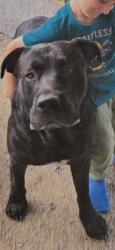 Lost Male Dog last seen Blue Pond Road, Sylvania, AL 35988