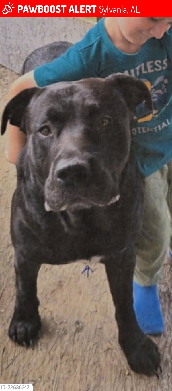 Lost Male Dog last seen Blue Pond Road, Sylvania, AL 35988