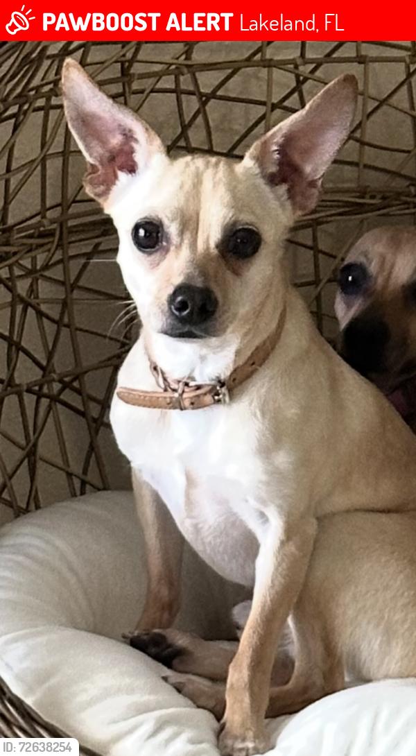 Lost Male Dog last seen 540a , valley view, Christina groves circle , Lakeland, FL 33846