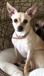 Lost Male Dog last seen 540a , valley view, Christina groves circle , Lakeland, FL 33846