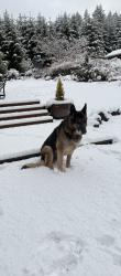 Lost Male Dog last seen Hall Rd, Goldston and Templeton Road , Cheshire, OR 97419