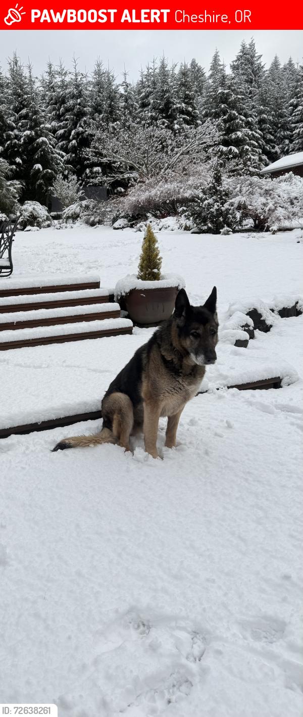 Lost Male Dog last seen Hall Rd, Goldston and Templeton Road , Cheshire, OR 97419