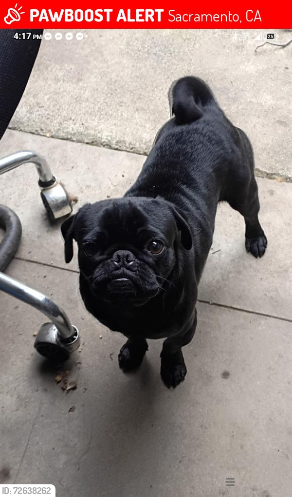 Lost Male Dog last seen Richards blvd jaboom st, Sacramento, CA 95811