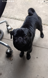 Lost Male Dog last seen Richards blvd jaboom st, Sacramento, CA 95811