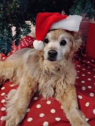 Lost Male Dog last seen Intersection of Santa fe and Yosemite, Modesto, CA 95357
