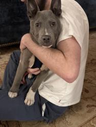 Found/Stray Male Dog last seen 95th and South Central, Los Angeles, CA 90002