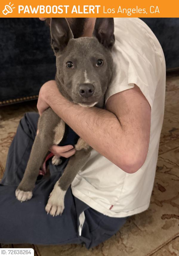Found/Stray Male Dog last seen 95th and South Central, Los Angeles, CA 90002