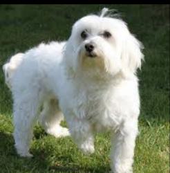 Lost Female Dog last seen Lost Terrence, Cypress Falls, TX 77449