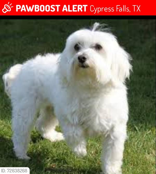 Lost Female Dog last seen Lost Terrence, Cypress Falls, TX 77449