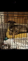 Lost Female Dog last seen Swan and fort Lowell, Tucson, AZ 85712