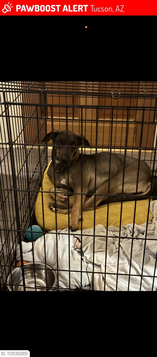 Lost Female Dog last seen Swan and fort Lowell, Tucson, AZ 85712