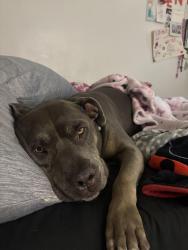 Lost Male Dog last seen Corona Hills Plaza, Corona, CA 92879