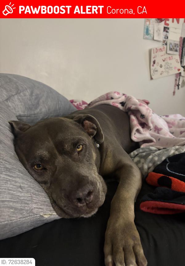 Lost Male Dog last seen Corona Hills Plaza, Corona, CA 92879