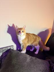 Found/Stray Unknown Cat last seen On Nebraska Dr and Kansas Dr Bellevue , Bellevue, NE 68005