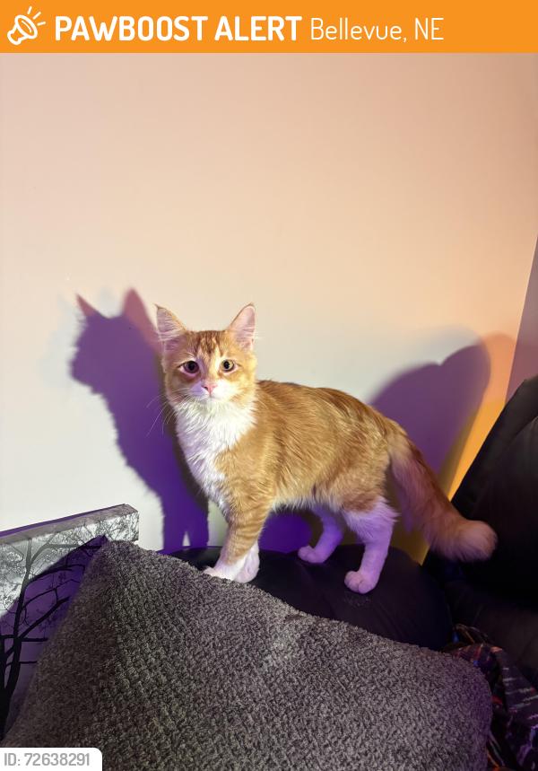 Found/Stray Unknown Cat last seen On Nebraska Dr and Kansas Dr Bellevue , Bellevue, NE 68005