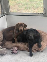 Lost Male Dog last seen Greenbriar club , Clearwater, FL 33763
