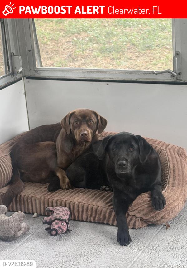 Lost Male Dog last seen Greenbriar club , Clearwater, FL 33763