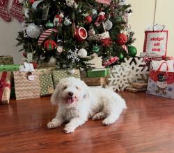 Lost Male Dog last seen 23rd Ave and Bethany , Phoenix, AZ 85015