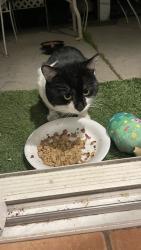 Found/Stray Male Cat last seen 25th st west and Rancho Vista Blvd near Marie Kerr Park, Palmdale, CA 93551