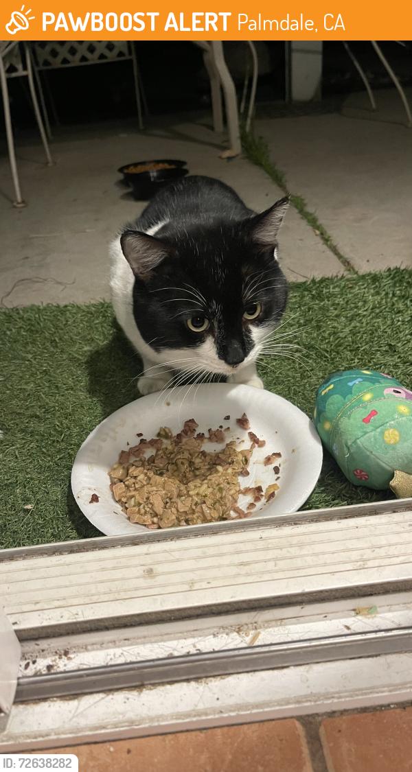 Found/Stray Male Cat last seen 25th st west and Rancho Vista Blvd near Marie Kerr Park, Palmdale, CA 93551