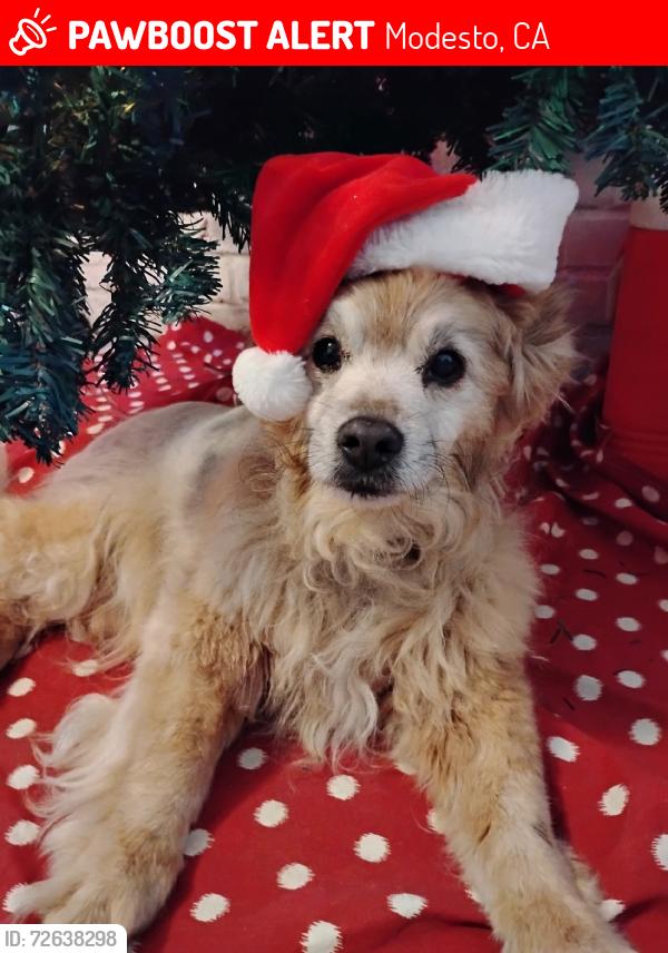Lost Male Dog last seen 1st St empire CA, Modesto, CA 95357