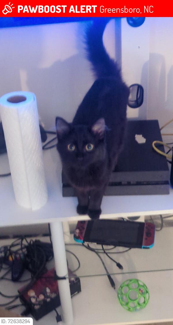 Lost Female Cat last seen Chestnut Street , Greensboro, NC 27405