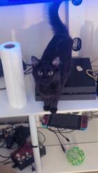 Lost Female Cat last seen Chestnut Street , Greensboro, NC 27405