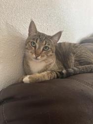 Lost Male Cat last seen 71st Ave and San juan, Hazel Hill Township, MO 64093