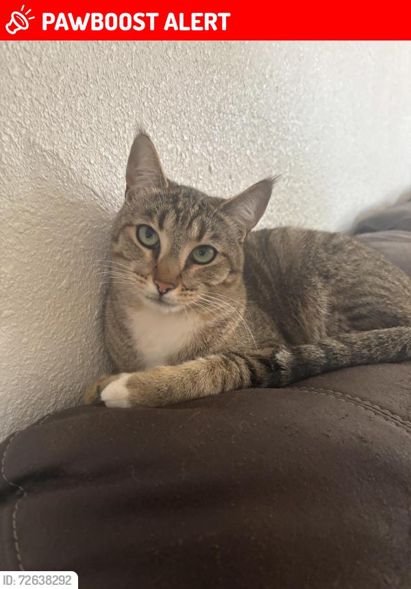 Lost Male Cat last seen 71st Ave and San juan, Hazel Hill Township, MO 64093