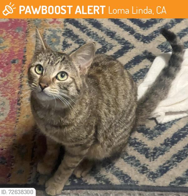 Found/Stray Female Cat last seen Curtis and State Street, Loma Linda, Loma Linda, CA 92354