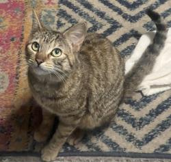 Found/Stray Female Cat last seen Curtis and State Street, Loma Linda, Loma Linda, CA 92354