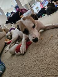 Found/Stray Female Dog last seen Found on the trails through the park tied to a tree., Houston, TX 77082