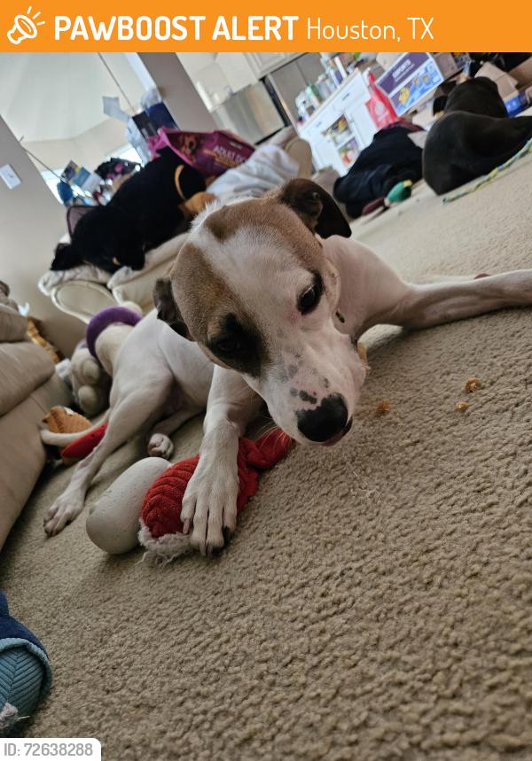 Found/Stray Female Dog last seen Found on the trails through the park tied to a tree., Houston, TX 77082