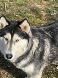 Found/Stray Female Dog last seen Nisquali and 2nd street, Victorville, CA 92393