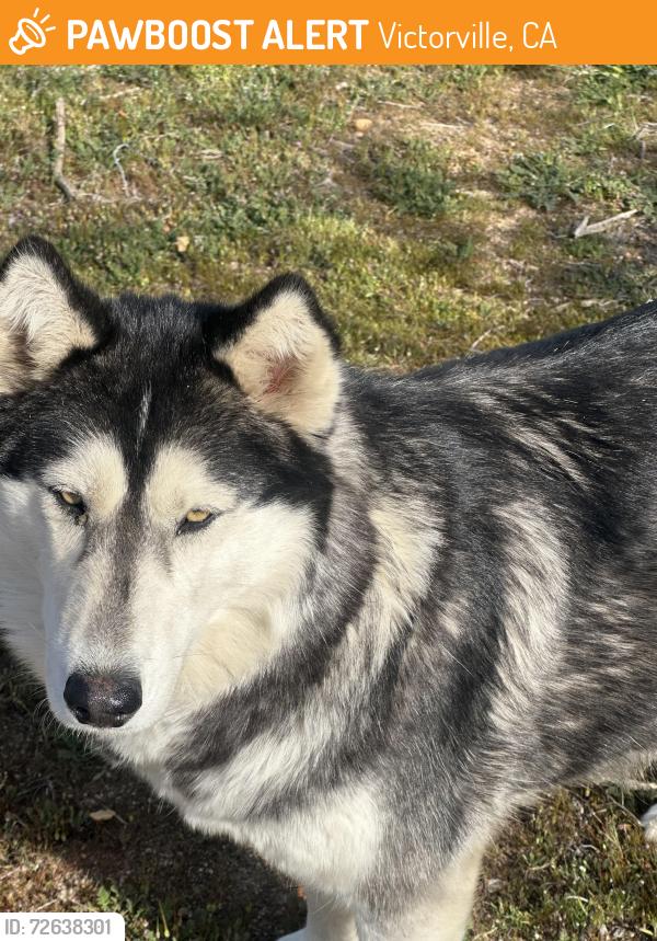 Found/Stray Female Dog last seen Nisquali and 2nd street, Victorville, CA 92393