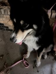 Found/Stray Male Dog last seen 104th huron, Northglenn, CO 80260