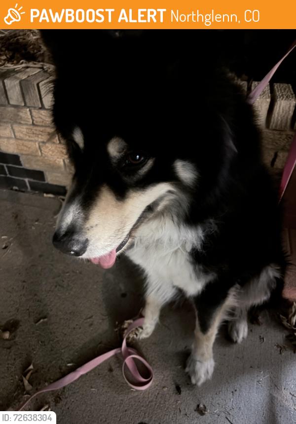 Found/Stray Male Dog last seen 104th huron, Northglenn, CO 80260