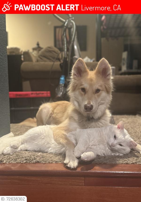 Lost Female Dog last seen Owl way & Garaventa Ranch, Livermore, CA 94551