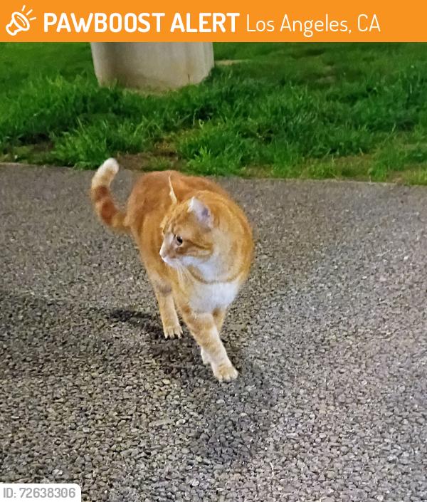 Found/Stray Unknown Cat last seen Wilshire Blvd & San Vincent , Los Angeles, CA 90025