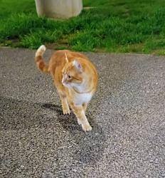 Found/Stray Unknown Cat last seen Wilshire Blvd & San Vincent , Los Angeles, CA 90025