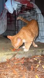 Found/Stray Male Cat last seen The Reserve at Athens (apmt complex) east side athens, Athens, GA 30605