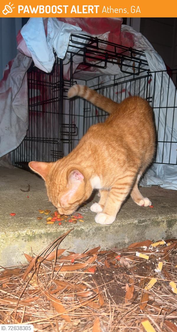 Found/Stray Male Cat last seen The Reserve at Athens (apmt complex) east side athens, Athens, GA 30605