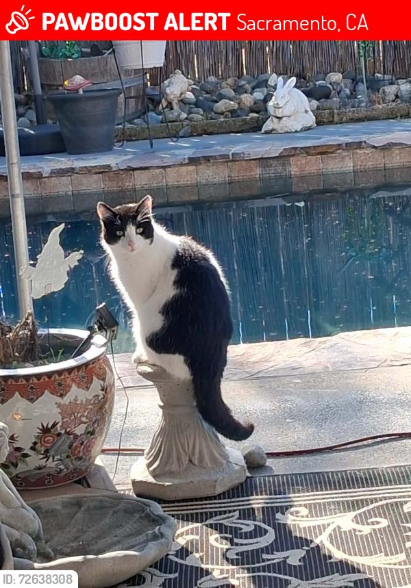 Lost Male Cat last seen Florin , Sacramento, CA 95822
