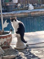 Lost Male Cat last seen Florin , Sacramento, CA 95822