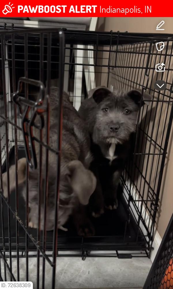 Lost Female Dog last seen Marianne ave , Indianapolis, IN 46219
