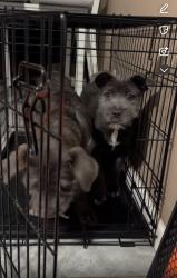 Lost Female Dog last seen Marianne ave , Indianapolis, IN 46219
