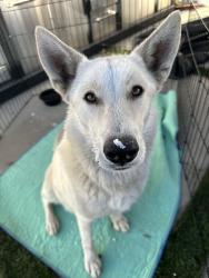 Found/Stray Female Dog last seen Badlands, Indio, CA 92203